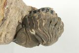 Metacanthina Trilobite - Lghaft, Morocco #204221-5
